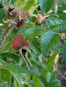 Kartoffel-Rose Raum Kasendorf
