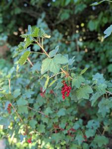 Rote Johannisbeere (Ribes rubrum) in Weidach