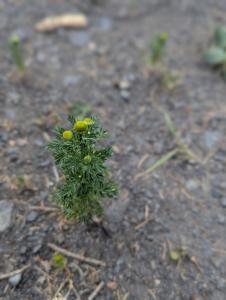 Strahlenlose Kamille (Matricaria discoidea) in Weidach