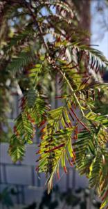 Chinesisches Rotholz (Metasequoia glyptostroboides) Raum Kasendorf, Oberfranken