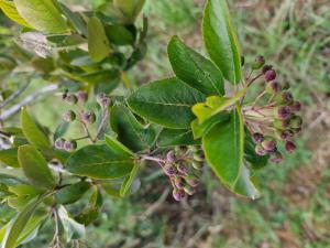 Apfelbeere (Aronia) in Seubersdorf