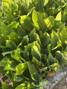 Maiglöckchen (Convallaria majalis) Raum Kasendorf, Oberfranken