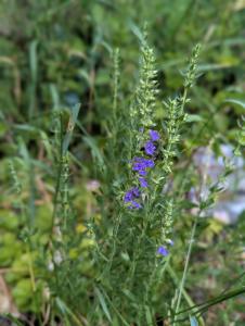 Ysop (Hyssopus officinalis) in Weidach