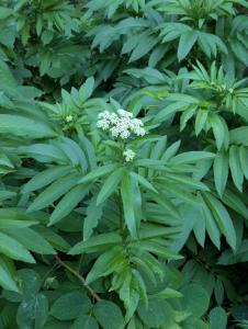 Zwerg-Holunder (Sambucus ebulus) in Weidach