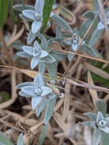 Filziges Hornkraut (Cerastium tomentosum) in Weidach