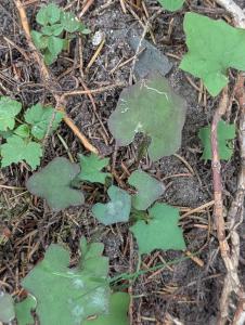 Gewöhnlicher Mauerlattich (Mycelis muralis) in Weidach Callenberger Forst