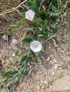 Acker-Winde (Convolvulus arvensis) in Seubersdorf