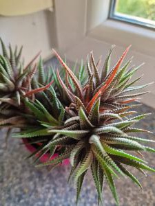 Guinea-fowl aloe (Aloe variegata) in Seubersdorf