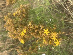 Tüpfel-Hartheu (Hypericum perforatum) in Döllnitz