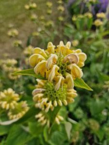Strauchiges Brandkraut Raum Kasendorf