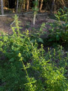 Kletten-Labkraut (Galium aparine) in Weidach