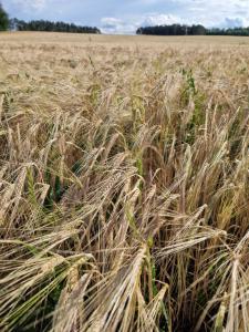Gerste (Hordeum vulgare) in Seubersdorf