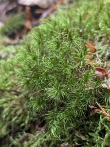 Braunes Gabelzahnmoos (Dicranum fuscescens) in Weidach Callenberger Forst