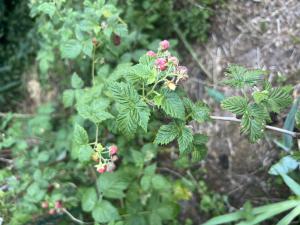 Himbeere (Rubus idaeus) Raum Kasendorf, Oberfranken