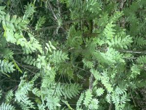 Eberesche (Sorbus aucuparia) in Döllnitz