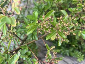 Mittelmeer-Feuerdorn (Pyracantha coccinea) Raum Kasendorf, Oberfranken