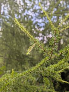 Europäische Lärche (Larix decidua) in Weidach Callenberger Forst