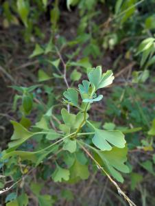 Ginkgo (Ginkgo biloba) in Weidach