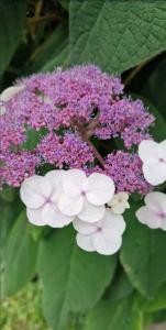 Garten-Hortensie (Hydrangea macrophylla) in Seubersdorf