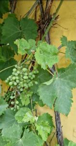 Weinrebe Raum Kasendorf