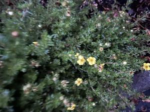 Fingerstrauch (Potentilla fruticosa) in Döllnitz