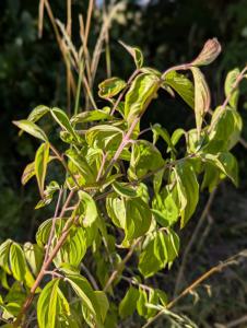 Kornelkirsche (Cornus mas) in Weidach