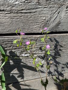 Pyrenäen-Storchschnabel (Geranium pyrenaicum) Raum Kasendorf, Oberfranken