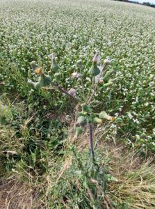 Raue Gänsedistel (Sonchus asper) in Seubersdorf