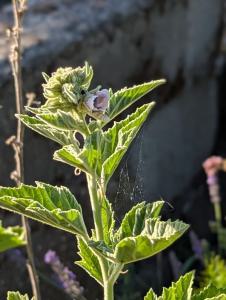 Echter Eibisch (Althaea officinalis) in Weidach