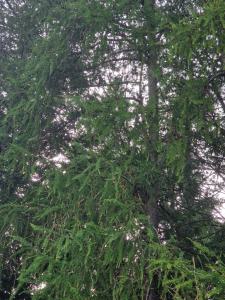 Europäische Lärche (Larix decidua) in Seubersdorf