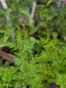 Einjähriger Beifuß Raum Kasendorf