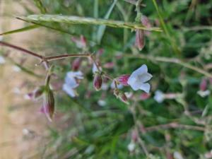 Breitblättrige Lichtnelke (Silene latifolia) Raum Kasendorf, Oberfranken