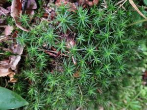 Wacholder-widertonmoos (Polytrichum juniperinum) in Seubersdorf