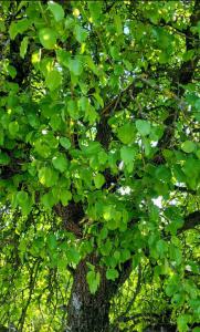 Birne (Pyrus communis) in Leuchau