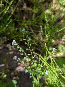 Acker-Vergissmeinnicht (Myosotis arvensis) in Weidach