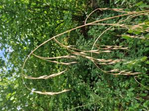 Wald-trespe (Bromus ramosus) Raum Kasendorf, Oberfranken