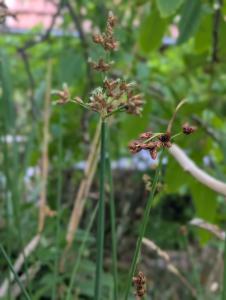 Grüne Teichbinse (Schoenoplectus lacustris) in Weidach