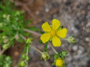 Silber-Fingerkraut (Potentilla argentea) Raum Kasendorf, Oberfranken