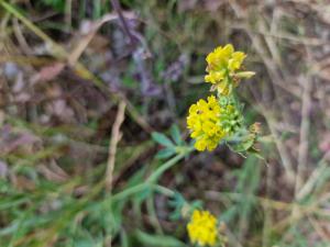 Sichelklee (Medicago falcata) Raum Kasendorf, Oberfranken
