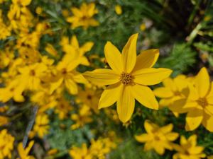 Scheinquirl-Mädchenauge (Coreopsis verticillata) in Seubersdorf