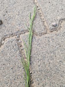 Turmkraut (Arabis turrita) in Seubersdorf