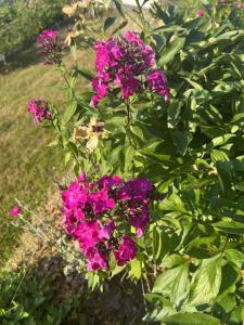 Stauden-Phlox (Phlox paniculata) Raum Kasendorf, Oberfranken