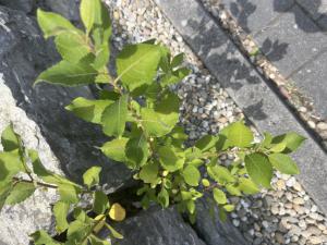 Sal-Weide (Salix caprea) Raum Kasendorf, Oberfranken