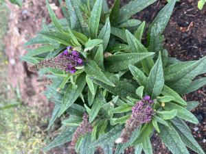 Fliederspeer (Syringa vulgaris) in Döllnitz