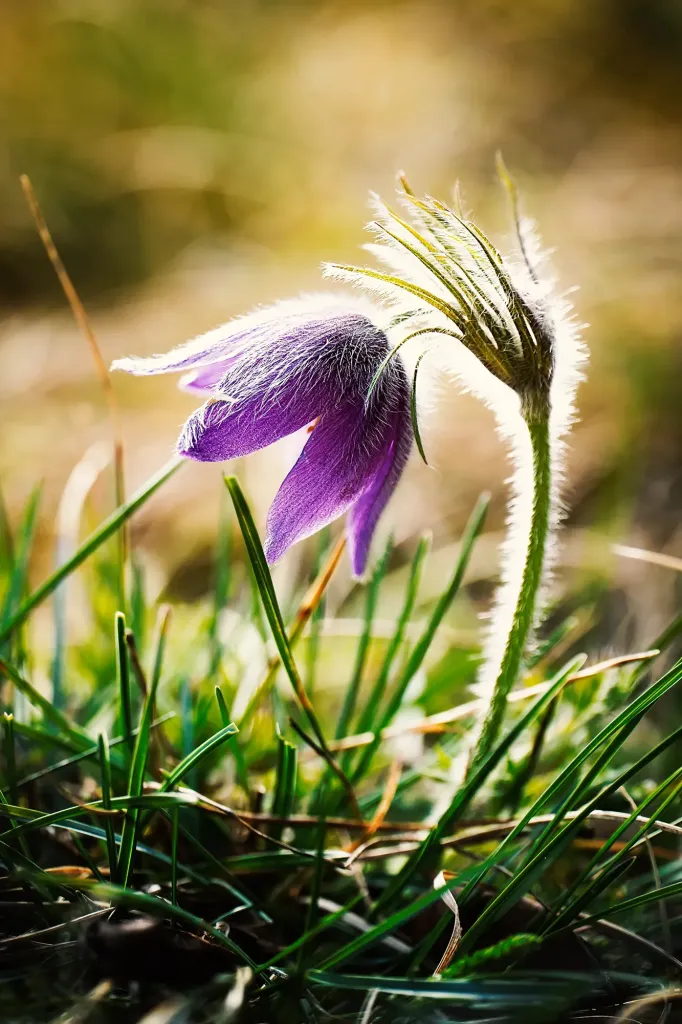 Gewöhnliche Küchenschelle (Pulsatilla vulgaris) auf Kalkmagerrasen