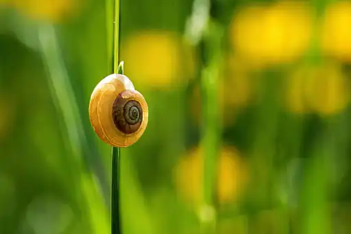 Schnecke 2