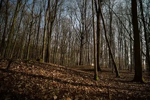 Bild bei Vollmond im Pfarrwald