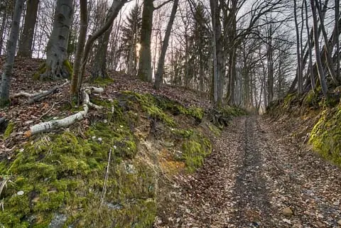 Dogger Gestein am Naturpfad beim Aufstieg zum Prelitz