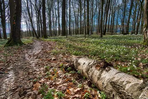 Der Pfad im Pfarrwald