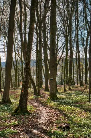 Der Pfad im Pfarrwald